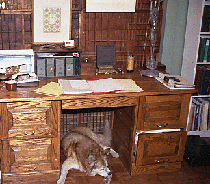 ARTIC WOLF, DOMESTIC 